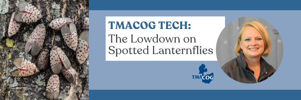 The Lowdown on Spotted Lanternflies
